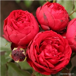 Rosa floribunda Till Eulenspiegel