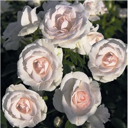 Rosa floribunda Aspirin = почвопокровная/мини