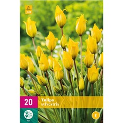 Tulipa Sylvestris * 6/+ * 20 шт XXL