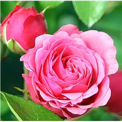Rosa floribunda Magic Rokoko