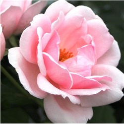 Rosa floribunda Ballade