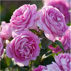 Rosa floribunda Lilac Topaz