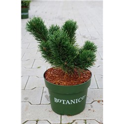 Pinus mugo 'Jakobsen'	D 4	L 20-25