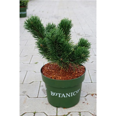 Pinus mugo 'Jakobsen'	D 4	L 20-25