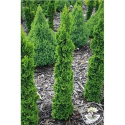 Thuja occidentalis 'Brobeck's Tower'	40-50 cm cont. 3,0L