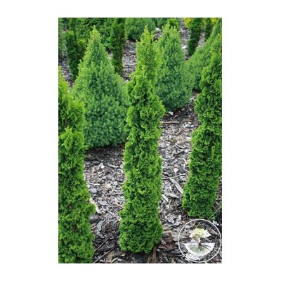 Thuja occidentalis 'Brobeck's Tower'	40-50 cm cont. 3,0L