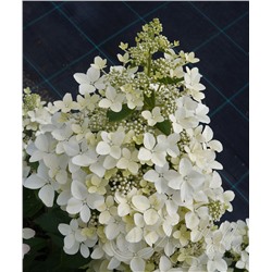 Гортензия метельчатая (Hydrangea paniculata `Confetti`)	С 15