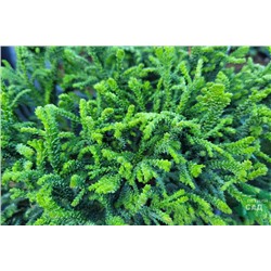 Chamaecyparis obtusa 'Brigitte'	C3 20-25 cm