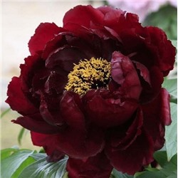 Paeonia tree Chu Wu (tube)  Пион древовидный Полночь