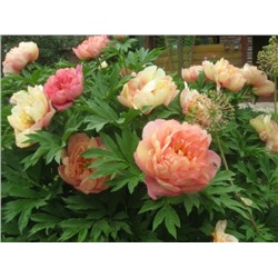 Пионы	Paeonia	itoh	Magical Mystery Tour	2-3