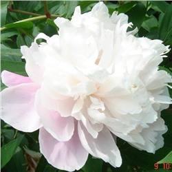 Paeonia herbaceous Bing Shan (tube) Пион травянистый Айсберг