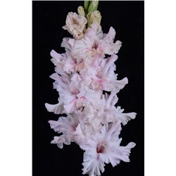 Гладиолус крупноцветковый Белый Сонг