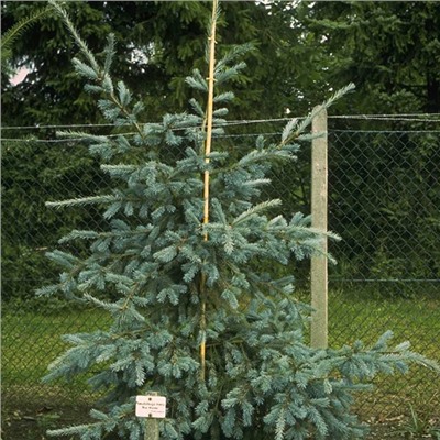 Pseudotsuga m. 'Blue Wonder'	40-50 cm met kluit