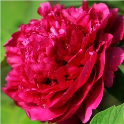 Paeonia tree Wu Long Peng Sheng (tube)  Пион древовидный Ночные Грезы