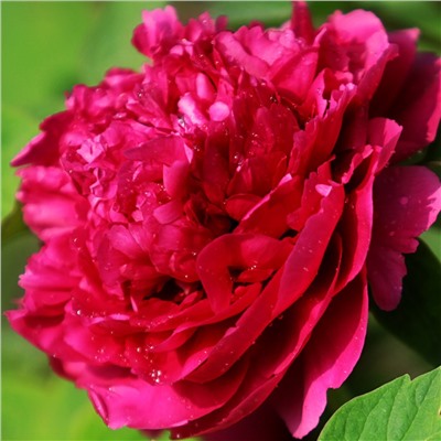 Paeonia tree Wu Long Peng Sheng (tube)  Пион древовидный Ночные Грезы