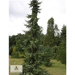 Picea omorika 'Pendula' 60-80 cm met kluit