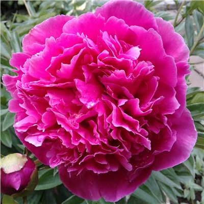 Paeonia herbaceous Da Hong Chi Jin (tube) Пион травянистый Обитель Богов