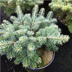 Abies lasiokor 'Tannja' 30-40 cm cont. 7,5L