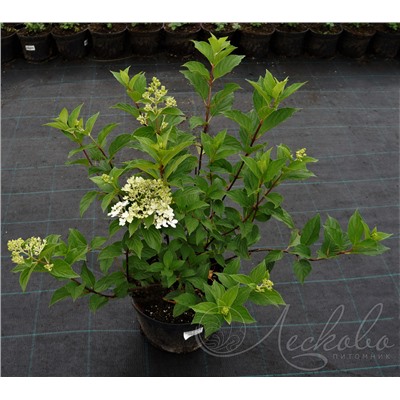 Гортензия метельчатая (Hydrangea paniculata `Vanille Fraise`),   С5