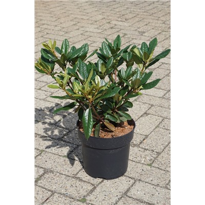 Rhododendron 'Metallica'	C 6	30-40