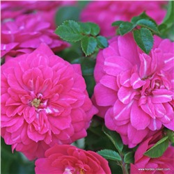 Rosa groundcover Knirps