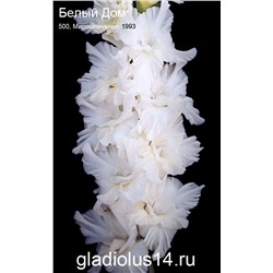 Гладиолус крупноцветковый Белый Дом Разбор