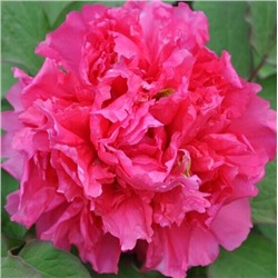 Paeonia tree Juan Ye Hong (tube) Алая волна