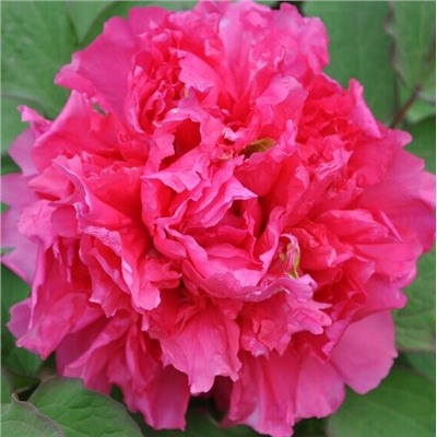 Paeonia tree Juan Ye Hong (tube) Алая волна