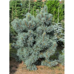 Pinus pumila 'Glauca' С5 30-35