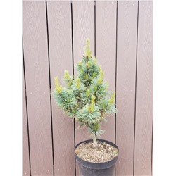 Pinus parviflora 'Aoi' С5 30-40 cm
