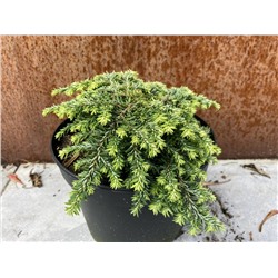 Tsuga canadensis 'Jean Iseli'	15-20 cm cont. 2,0L