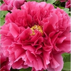 Paeonia tree Hua Wang (tube)  Пион древовидный Королевский Цветок