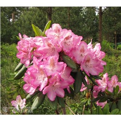 Rhododendron hybriden Eija