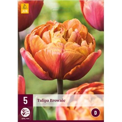 Tulipa Brownie * 12/+ * 5 шт