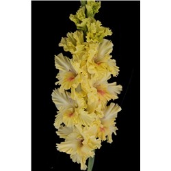 Гладиолус крупноцветковый Изюминка