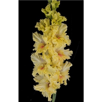 Гладиолус крупноцветковый Изюминка