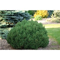 Pinus mugo 'Minima Kalous'	15-20 cm cont. 2,0L