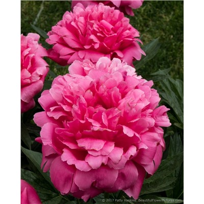 Peony 'Charismatic' (SOLD OUT)