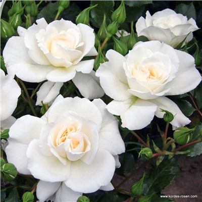 Rosa floribunda Petticoat