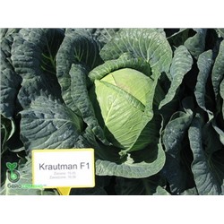 Капуста Краутман F1, 20 семян