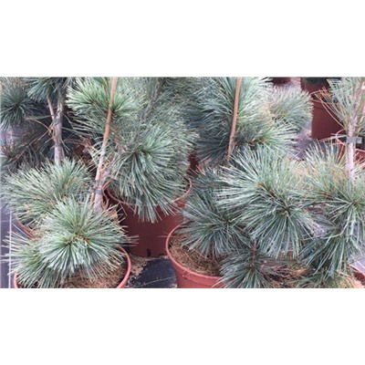 Pinus flexilis 'Firmament' 5,0L 35-40 cm