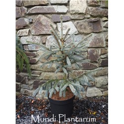 Picea engelmanii 'Blue Magoo' 60-70 cm cont. 10L