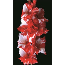 Гладиолус крупноцветковый Зебра
