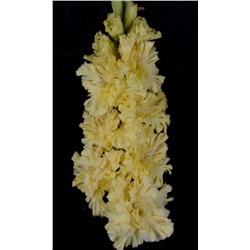 Гладиолус крупноцветковый Одуванчик
