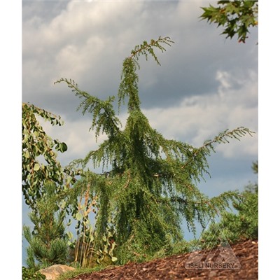 Juniperus communis 'Oblonga Pendula' 70-80 cm cont. 3,0L