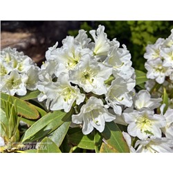 Rhododendron hybriden Lumotar