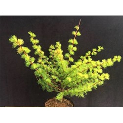 Larix kaempferi 'Magic Gold' 30-40 cm cont. 3,0L