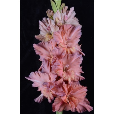 Гладиолус крупноцветковый Шоколадное Парфэ