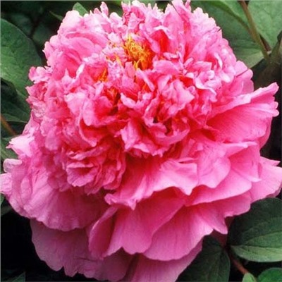 Paeonia tree Cai Hui (tube)  Пион древовидный Орнамент