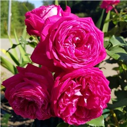 роза FREIFRAU CAROLINE (штамб 80 см.)